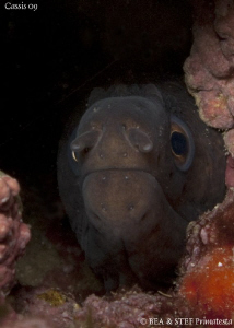 Moray eel. Calanques de Cassis. Canon G10 & Inon D2000. by Bea & Stef Primatesta 